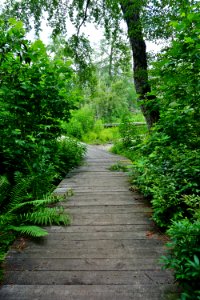 scene trail Pink Beds Pisgah NF ncwetlands KG (4)
