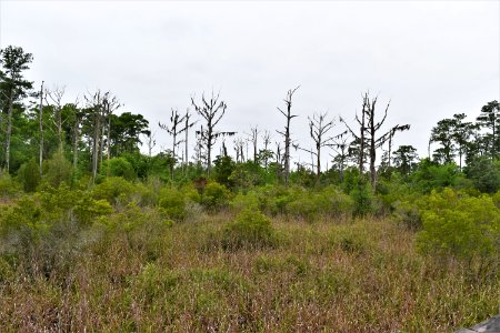 scene latham-whitehurst nature park ncwetlands am (19)