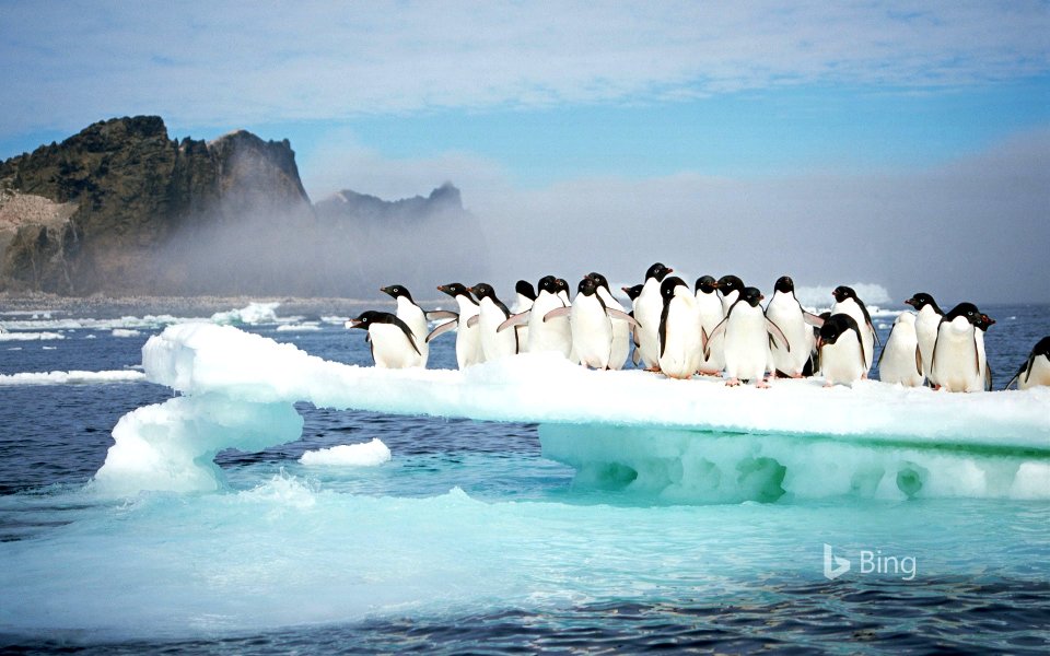 Adélie penguins at Possession Island, Antarctica