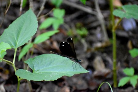 invertebrate ebony jewelwing greenway at w new hope rd goldsboro ncwetlands am (22) photo