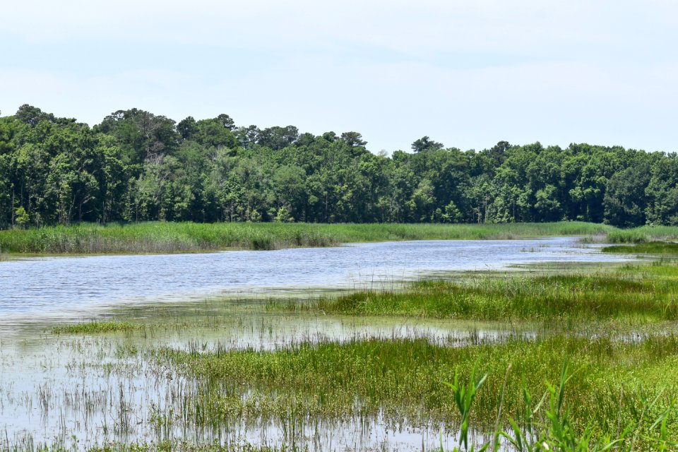 scene lake mattamuskeet ncwetlands am (26)