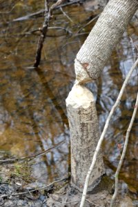 beaver activity Tillery Gamelands ncwetlands AM