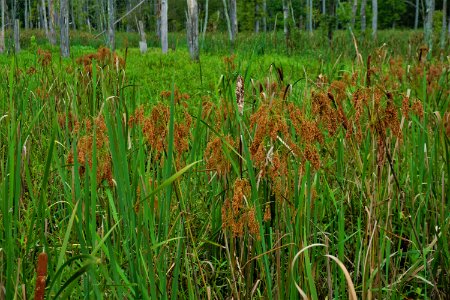 plant bulrush white oak creek greenway ncwetlands KG
