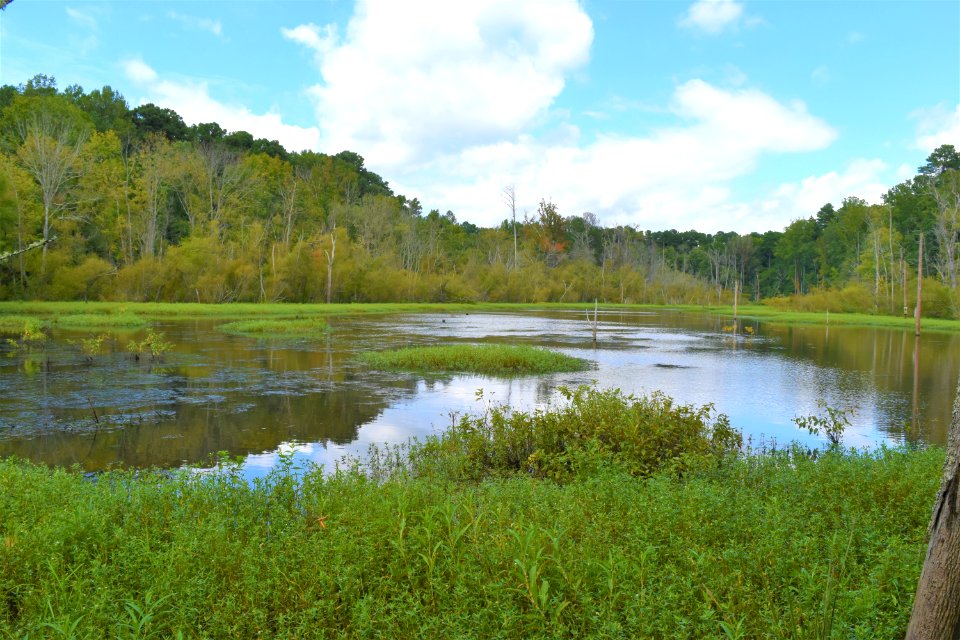 scene sandy creek park ncwetlands AM (5)