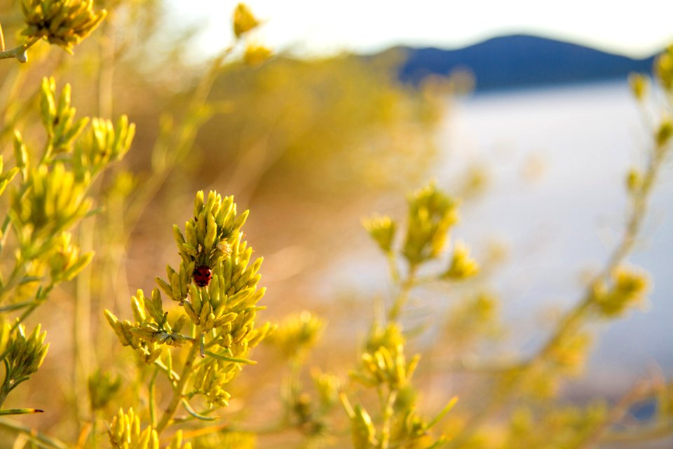 Death Valley Rabbitfoot with Ladybug