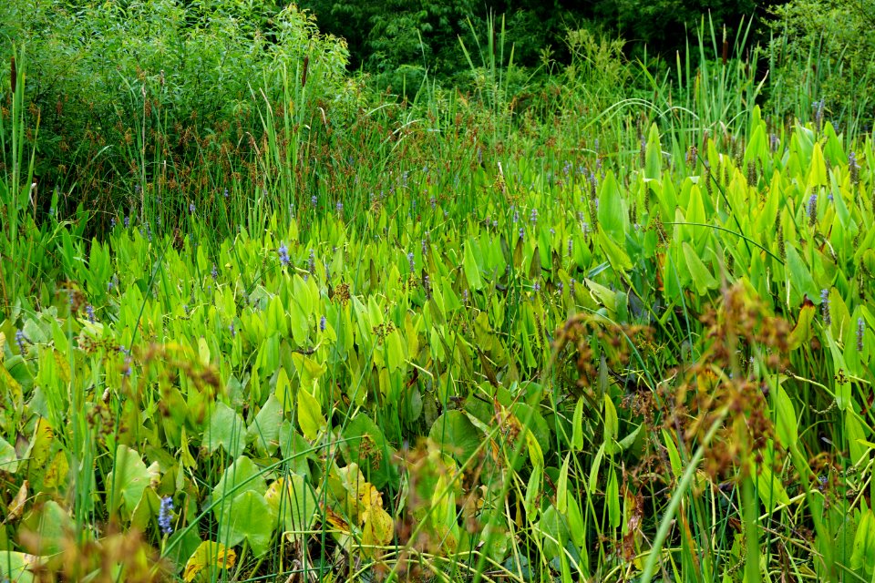 scene R Shomaker Park ncwetlands KG (13)