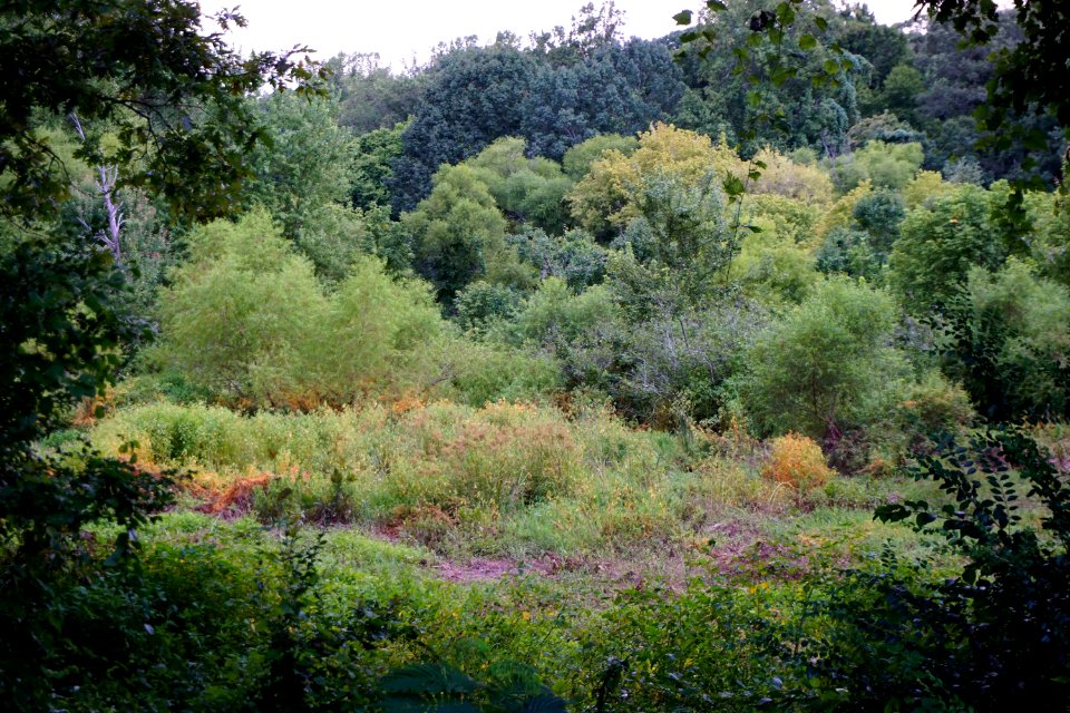 scene Lake Katherine Reynolda Gardens ncwetlands KG (6)