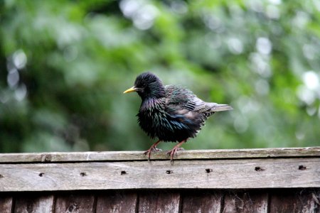 Starling