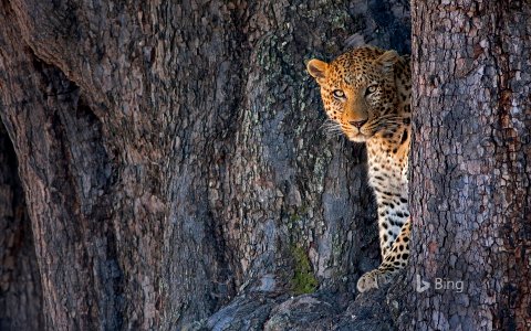 Male leopard in Linyanti Wildlife Reserve, Botswana photo