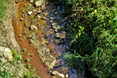 reptile turtle Neuse River Trail Craig Burn Ln ncwetlands KG