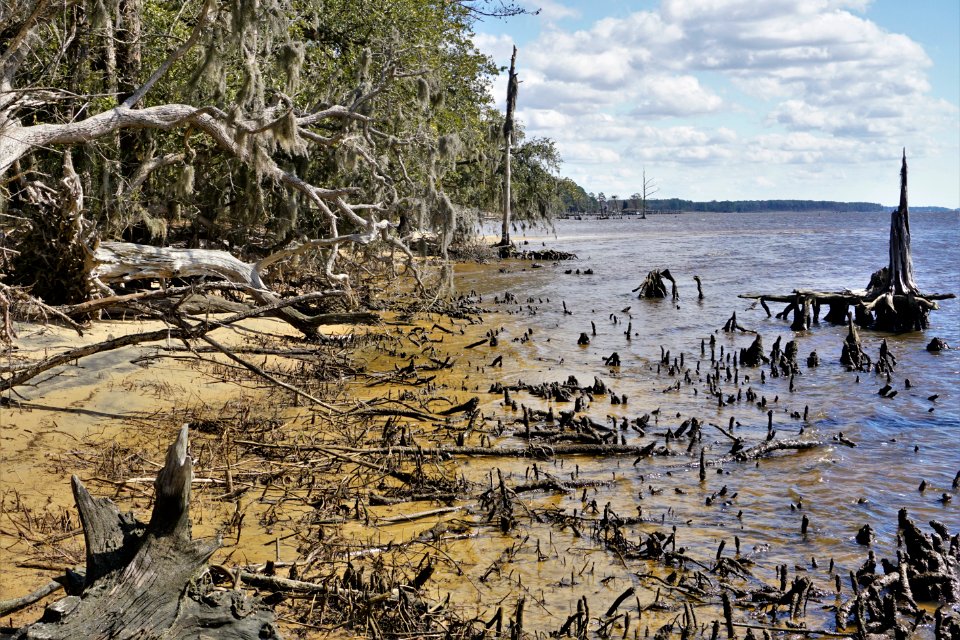 scene Pamlico River erosion Goose Creek SP KG (9)