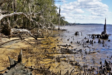 scene Pamlico River erosion Goose Creek SP KG (9)