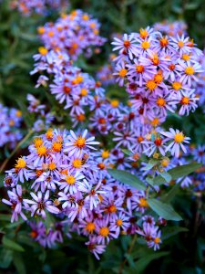 Aster glaucoides