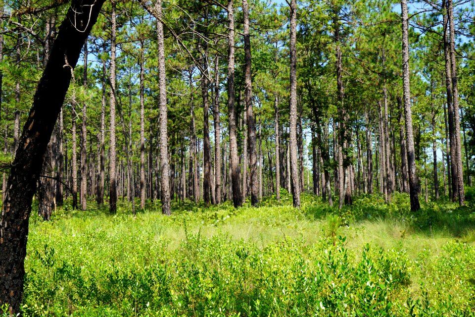 scene weymouth woods KG (40)