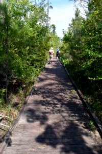 scene Alligator River NWR ncwetlands am (29) photo