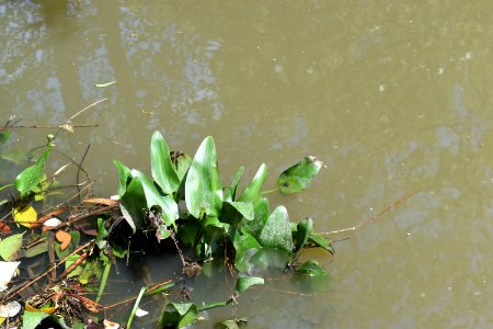 plant pickerelweed Bob Wallace Jaycee Park ncwetlands AM (3)