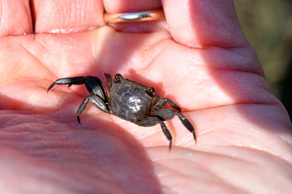 invertebrate marsh crab Sesarma Fort Fisher State Historic Site ncwetlands AM