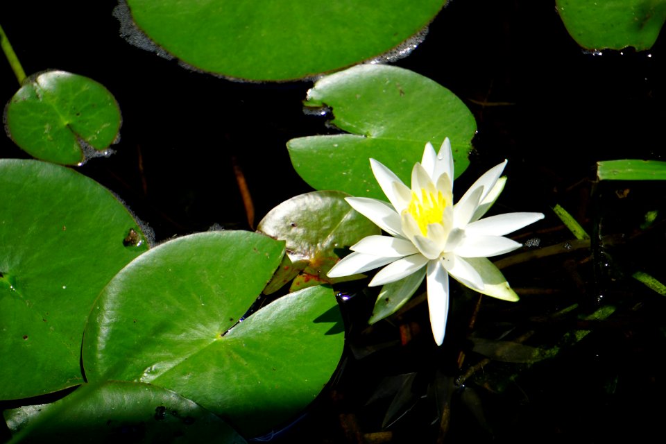 plant Nymphaea odorata Pettigrew State Park ncwetlands KG (60)