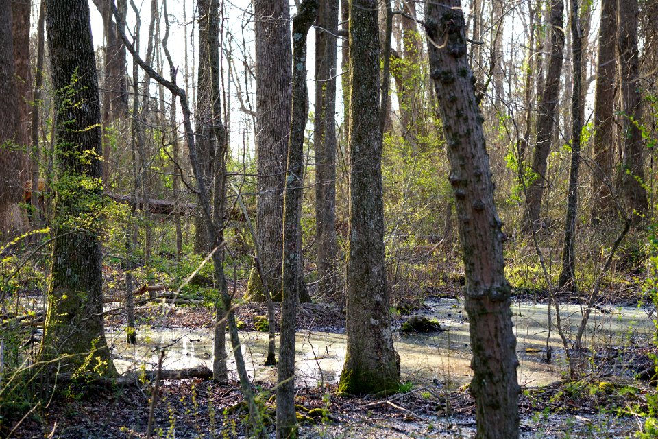 scene hardwood swamp Clemmons Ed SF ncwetlands KG (4)