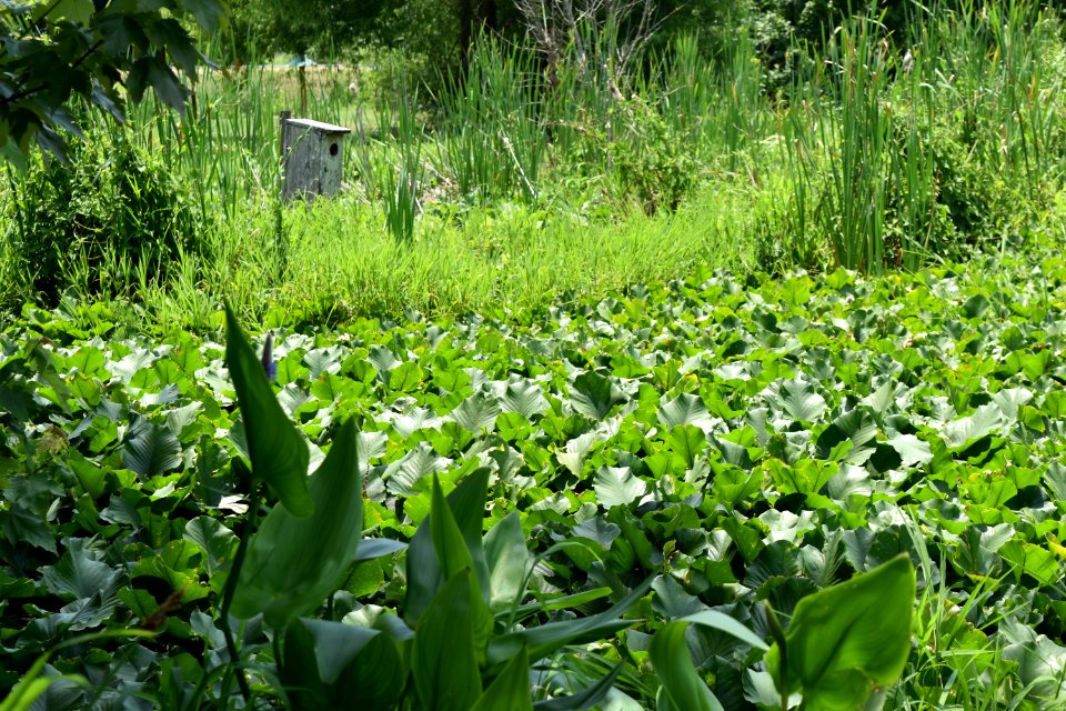 scene Town of Edenton constructed wetland ncwetlands AM (1)