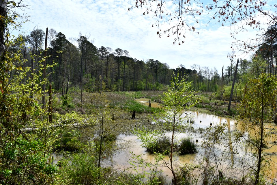 scene jordan game land beaver ck ncwetlands AM