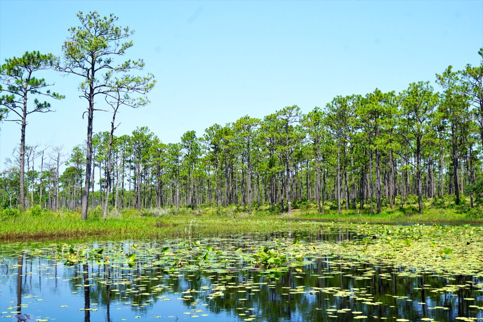 scene patsy's pond croatan NF KG (6)