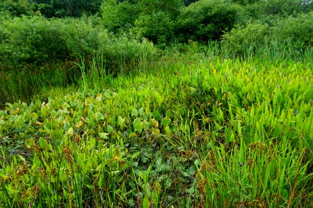 scene R Shomaker Park ncwetlands KG (12)