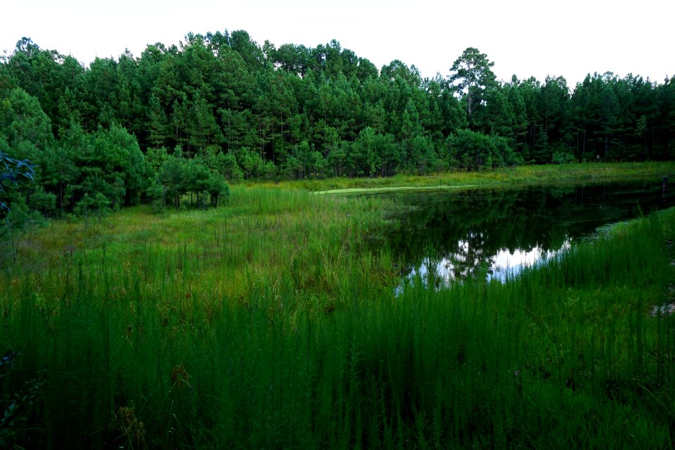 scene pond Anderson Creek County Park ncwetlands KG (3)