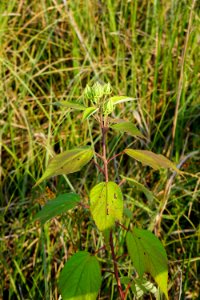 plant marsh mallow Alligator River NWR ncwetlands KG (80)