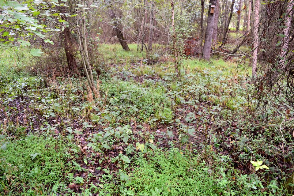 scene Sanford Creek Greenway ncwetlands AM (9)