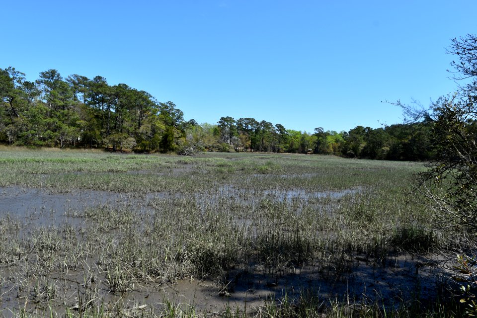 scene pages creek preserve ncwetlands AM