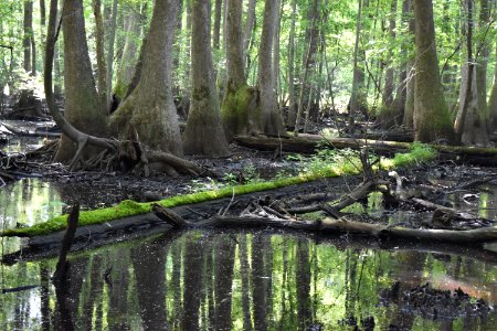scene Lower Roanoke River Wetland Game Lands ncwetlands AM (11)