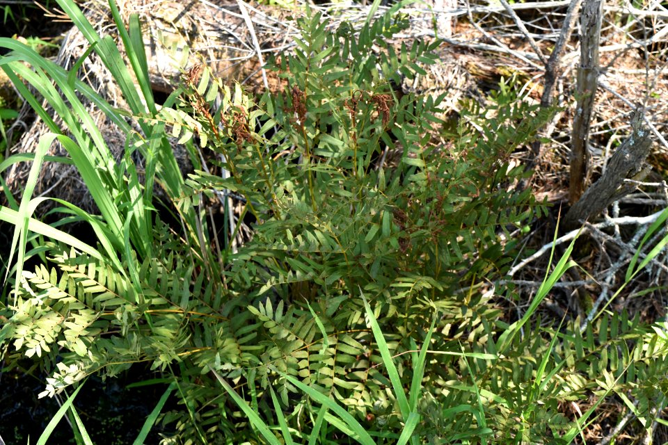 plant Alligator River NWR ncwetlands am (135)