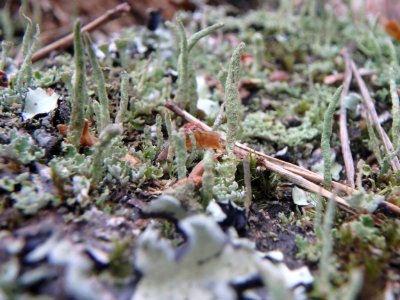 Forêt de navarre - Cladonia coniocraea