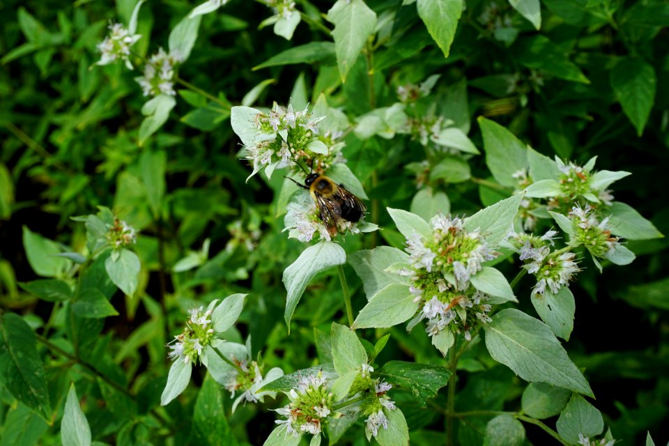 bumblebee on mint Park at Flat Rock ncwetlands KG (1)