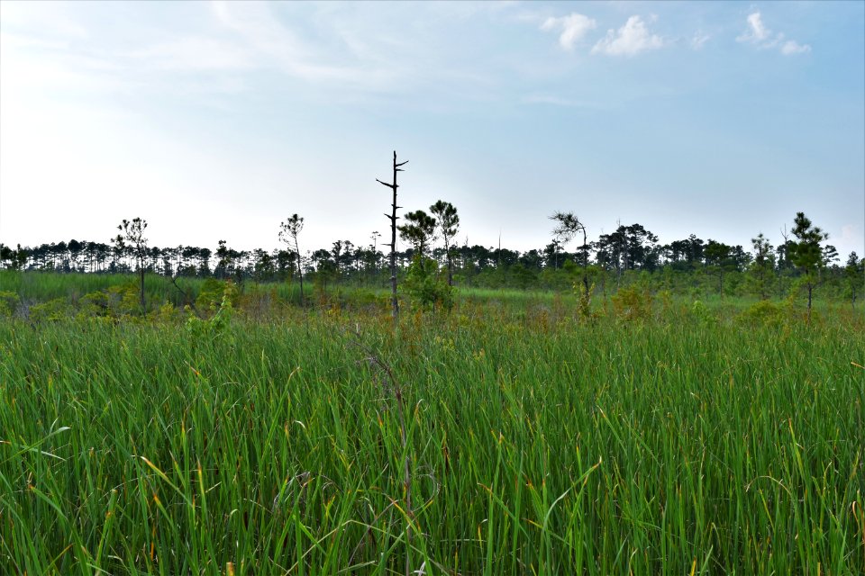 scene Alligator River NWR ncwetlands am (97)