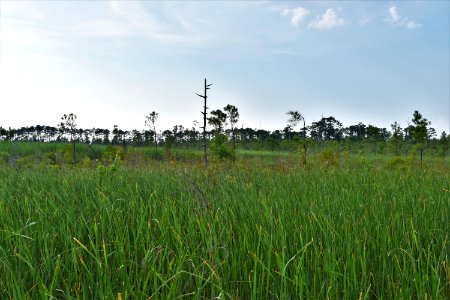 scene Alligator River NWR ncwetlands am (97) photo