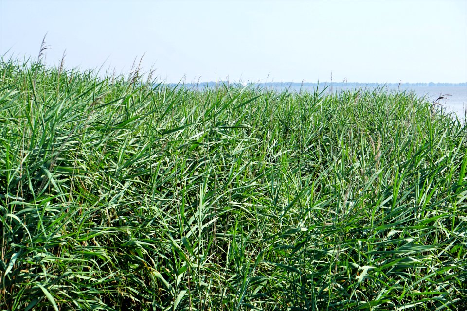 plant invasive Phragmites Mattamuskeet NWR ncwetlands KG