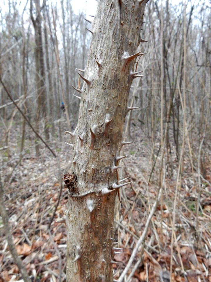 plant devil's walking stick upland Tillery Gamelands ncwetlands KG