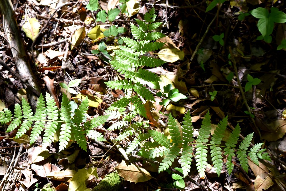 plant fern Royal Lane Park ncwetlands AM (5)