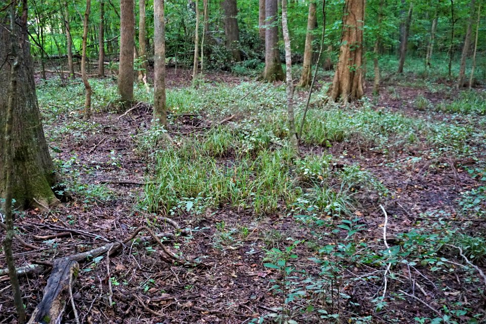 scene wetland swift creek bluffs ncwetlands KG (1)