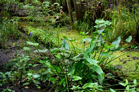plant pickerelweed Columbus County Game Land ncwetlands KG