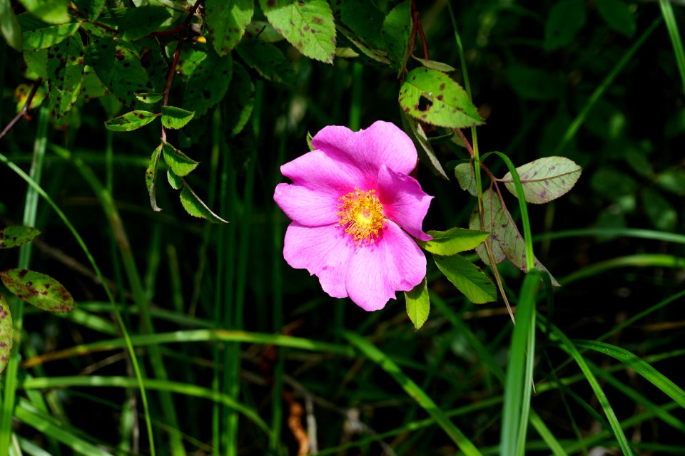 plant rosa palustris Delany Bog ncwetlands KG