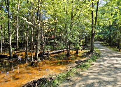 scene upstream of beaver pond McAlpine Creek Park ncwetlands KG (4)