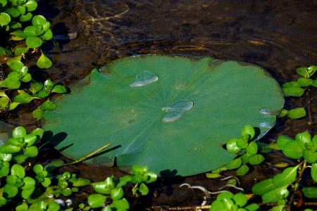 plant Lotus Buckhorn Reservoir ncwetlands KG (29)