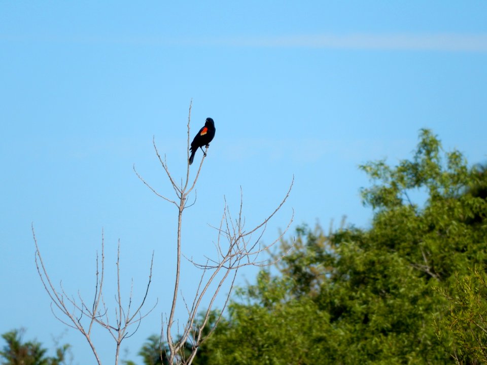 bird red winged blackbird James Wade park ncwetlands KG (1)