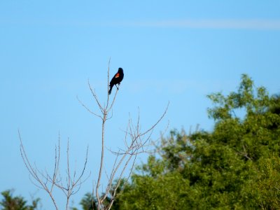 bird red winged blackbird James Wade park ncwetlands KG (1)