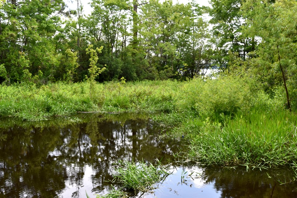 Croatan Natl Forest interior Great Lake ncwetlands AM (1)