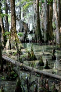 scene Moccasin Overlook Pettigrew State Park ncwetlands KG (5)