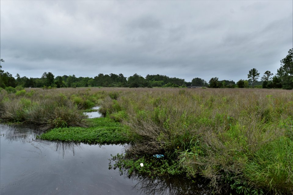 joe himbry waterfront park ncwetlands am (8)